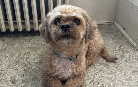 Wellness Care for Dogs