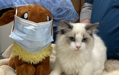 Puppy and Kitten Care